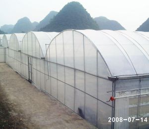 连栋大棚4