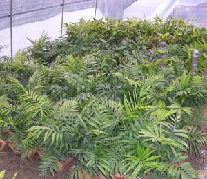 花卉大棚